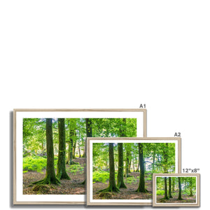 Puckpits Beeches Framed Print