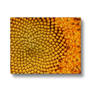 Sun flower 1 Canvas