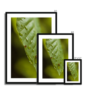 Leaf Macro 3 Framed & Mounted Print