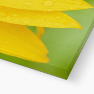 Sun Flower 4 Canvas