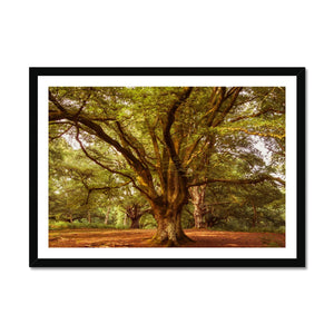 Forest 1 Framed Print