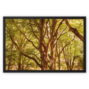 Forest 2 Framed Canvas