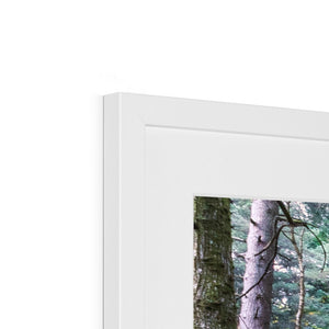 Tranquil autumn woodland