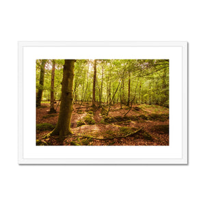 Forest 8 Framed & Mounted Print