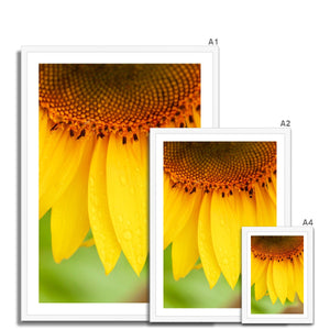 Sun Flower 4 Framed Print