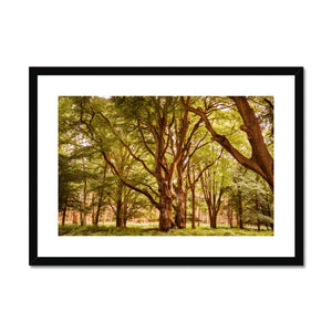 Forest 2 Framed & Mounted Print