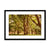 Forest 2 Framed & Mounted Print