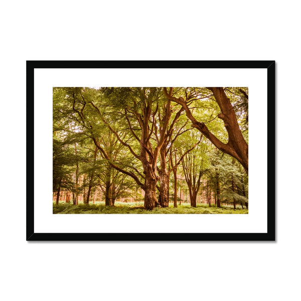 Forest 2 Framed & Mounted Print