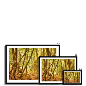 Forest 11 Framed Print