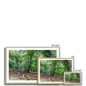 Deep forest landscape