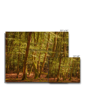 Forest 26 Canvas