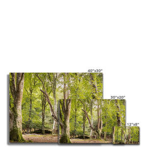 Bolderwood 5 Canvas