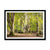 Bolderwood 5 Framed Print