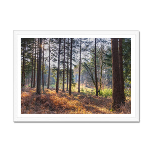 Bolder pines Framed Print