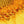 Sun flower 1