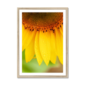 Sun Flower 4 Framed Print