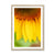 Sun Flower 4 Framed Print