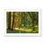 Forest 15 Framed Print