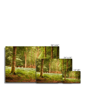 Forest 13 Canvas