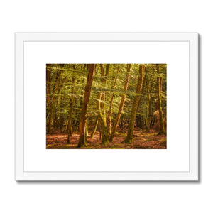 Forest 26 Framed & Mounted Print