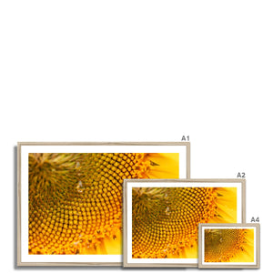 Sun Flower 3 Framed Print