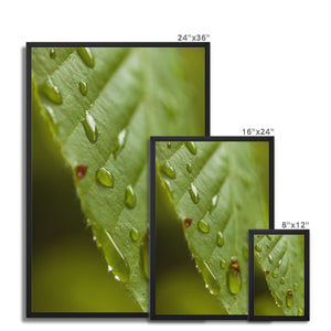 Leaf droplets 3