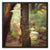 Forest 28 Framed Canvas