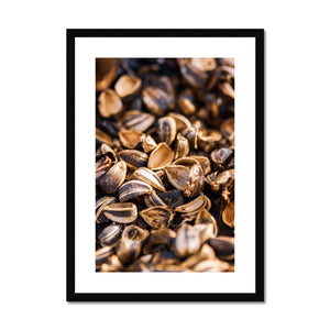 Sun Flower seeds 1 Framed & Mounted Print