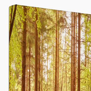 Forest 5 Canvas