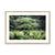 Baby Beech spring Framed & Mounted Print