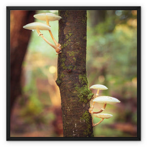 Mushroom tree