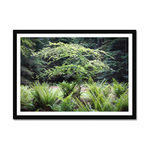 Baby Beech spring Framed Print