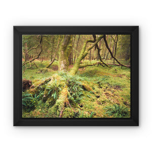 Forest 22 Framed Canvas