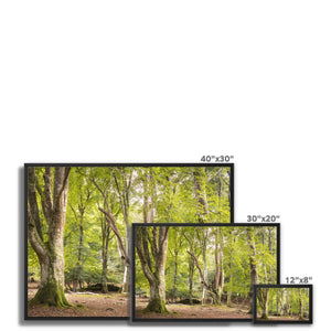 Bolderwood 5 Framed Canvas