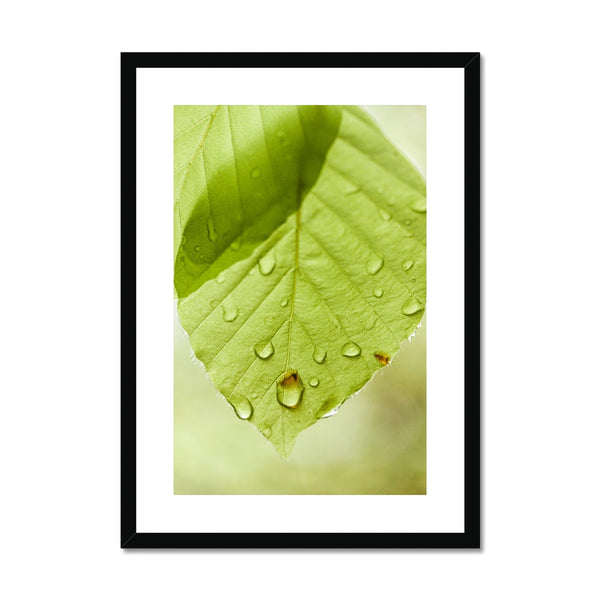 Leaf Macro 1 Framed & Mounted Print