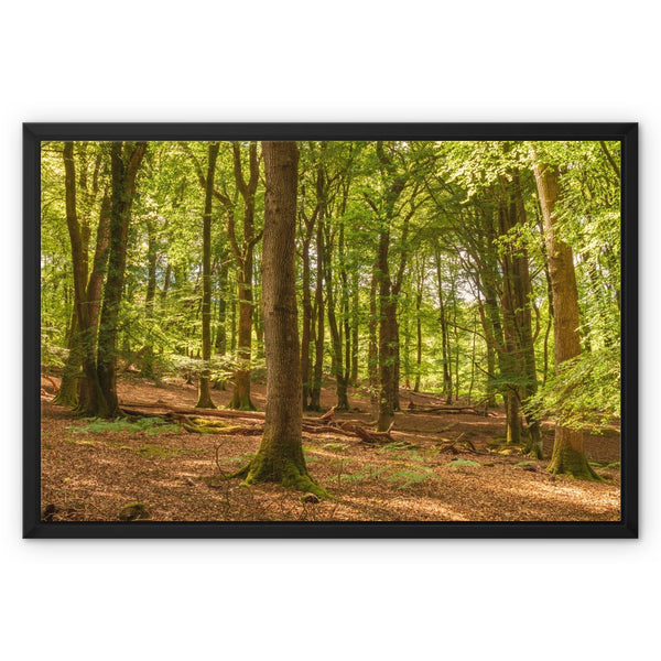 Forest 21 Framed Canvas