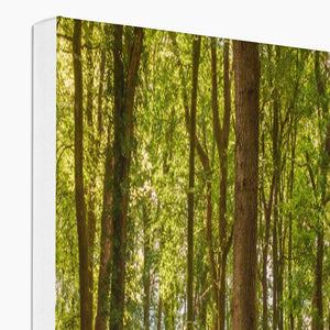 Forest 21 Canvas