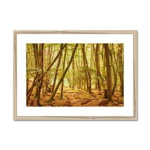 Forest 11 Framed & Mounted Print