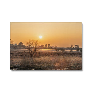 Sun reeds Canvas