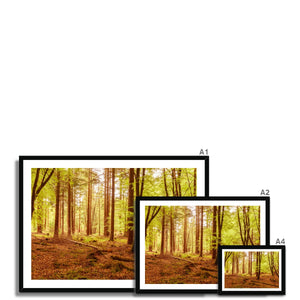 Forest 5 Framed Print