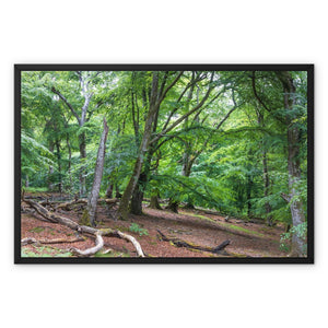 Bolderwood 1 Framed Canvas