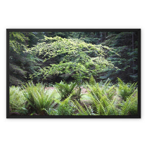 Baby Beech spring Framed Canvas