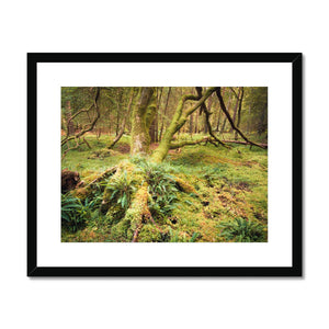 Forest 22 Framed & Mounted Print