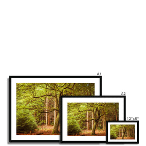 Forest 12 Framed & Mounted Print