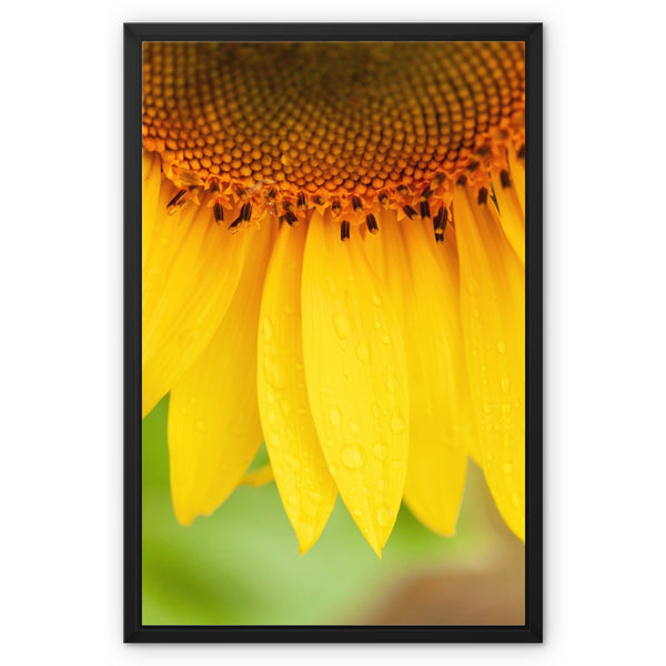 Sun Flower 4 Framed Canvas