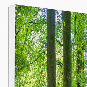 Puckpits Beeches Canvas