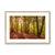 Forest 9 Framed & Mounted Print