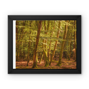 Forest 26 Framed Canvas