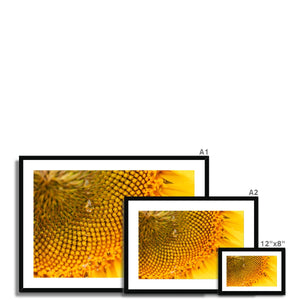 Sun Flower 3 Framed & Mounted Print