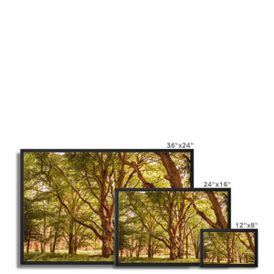 Forest 2 Framed Canvas